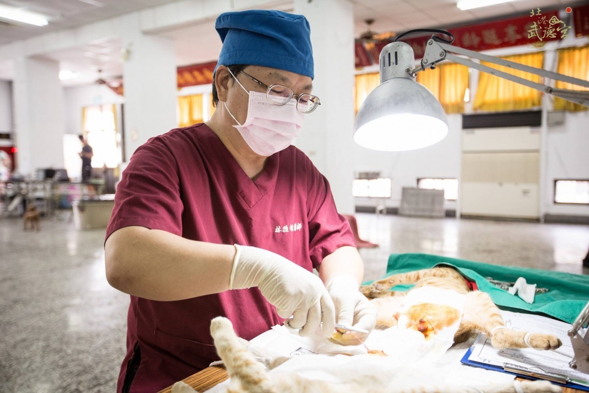 林雅哲從執行絕育的經驗，看到台灣的犬貓會因為緯度、高度的不同，發情期也會不一樣。　取自北港武德宮-財神開基祖廟臉書