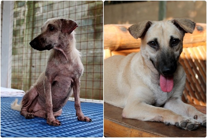 左圖為鬣狗進收容所後一週拍攝，右為鬣狗目前甜美的模樣。　取自快樂動物俱樂部官網