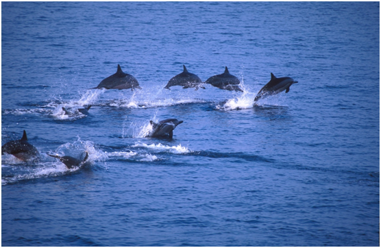 希望未來不再有海豚被強迫做出違反天性的表演，讓大家能在最原始自然的環境與牠們相遇。　金磊/攝