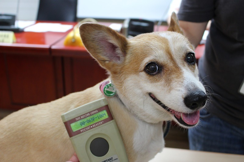 撿到狗狗一定要先帶到動物醫院掃描晶片，也提醒飼主一定要替家中寵物做好寵登！此為示意圖。　江幸芸/攝