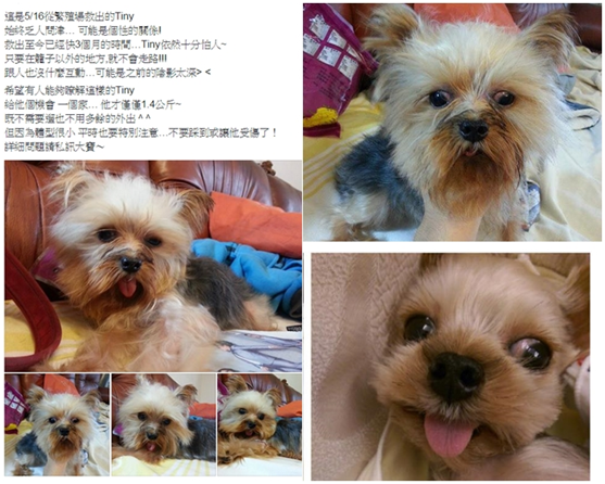 Kero(舊名Tiny)花了3個月的時間尋找領養人，雖然身體健康，但牙齒狀況並不好。　陳昱樂/提供