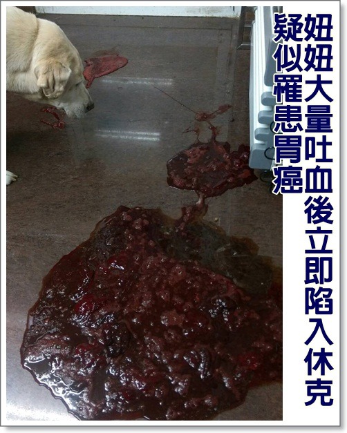 妞妞昨日突然吐出大量的血，之後休克，醫生搶救半小時卻仍無法挽回生命。　　取自高雄市關懷流浪動物協會