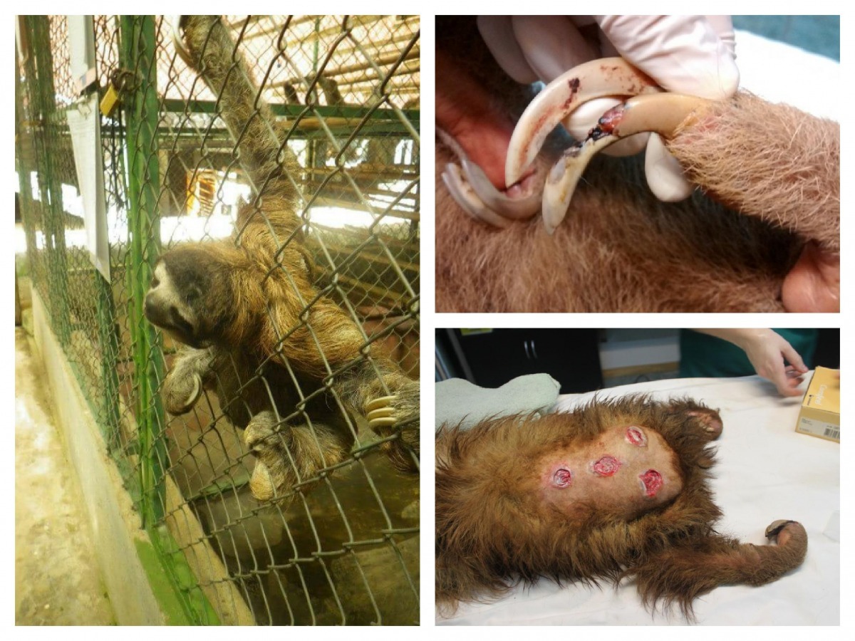 超量飼養讓獨居的樹懶時常爭鬥、壓力過大，而獸醫不足以照顧200隻樹懶，常常發生樹懶犬齒過長、指甲未修剪的情況。   取自The Dodo