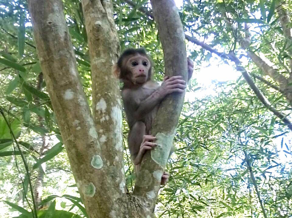 新北市日前救援一隻傷重母猴及其幼猴，動保員將幼猴置於樹枝上等待猴群帶走，而幼猴則面露不捨。   新北市動保處/提供