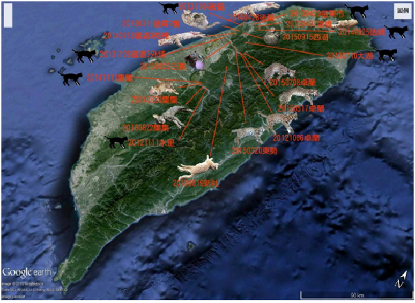 上圖由李璟泓製作僅包含路殺紀錄，每一個地點都代表了一隻石虎喪命。另外，被捕獸鋏夾傷以及小石虎失親的紀錄都還沒有列入。李璟泓製作/提供