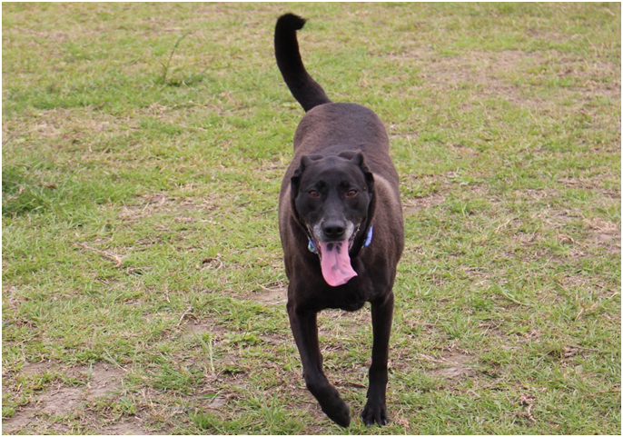 如果超市有賣貓肉狗肉，移工獵殺貓狗的情況能因此減緩嗎？　李娉婷/攝