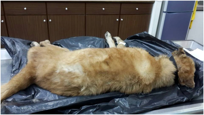 老病後的癱瘓母狗遭遇淒涼，令人不勝唏噓。狗狗防衛心重，嘴套是救援人送醫時由獸醫套上，以防醫檢治療時被狗自衛反咬。雲林縣關懷動物協會/提供