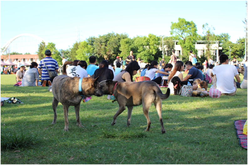 去年在板橋舉辦的挺挺動物嘉年華，一樣有豐富的攤位，和可以野餐、讓狗玩耍的大草皮。 黃靖雅/攝
