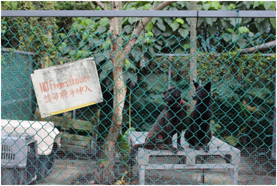 台灣動物協會(Animals Taiwan)協會的保育場，狗狗有舒適的生活空間。 何宜/攝