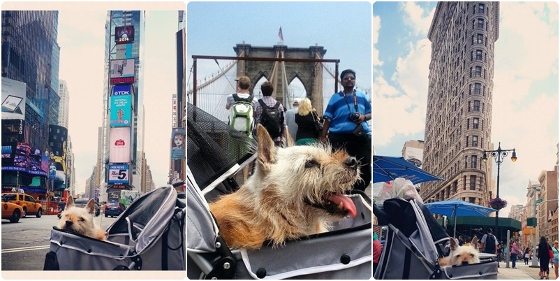 左起Elmo在時代廣場、曼哈頓大橋、熨斗大廈都各自留下了美麗的身影。 取自網路