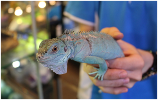 店員手中的藍鬣蜥，顏色相當吸睛、美麗！ 何宜/攝