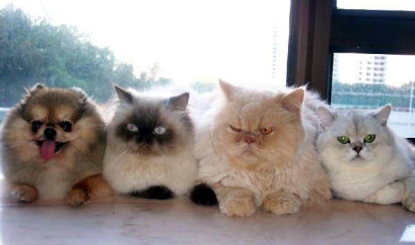 「我是貓我是貓…」「兄弟們,我們其中混入一隻間諜!」 取自網路