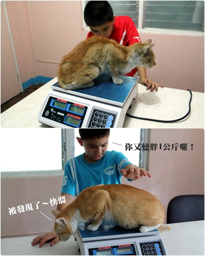 取自快樂動物俱樂部官網