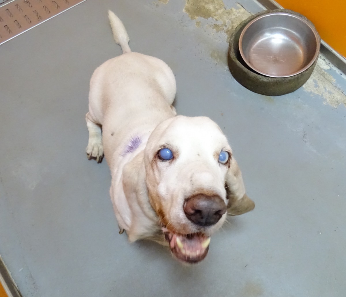 遭飼主惡意棄養的巴吉度老犬，在55天收容期間照護成本至少達新台幣1萬1千元。　台北動保處/提供