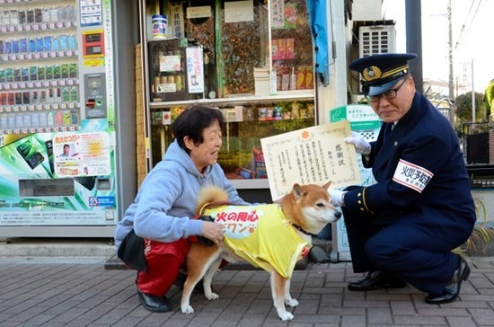 鈴木商店看店犬小柴，爆紅後接到當地消防局的邀約。　取自中新社