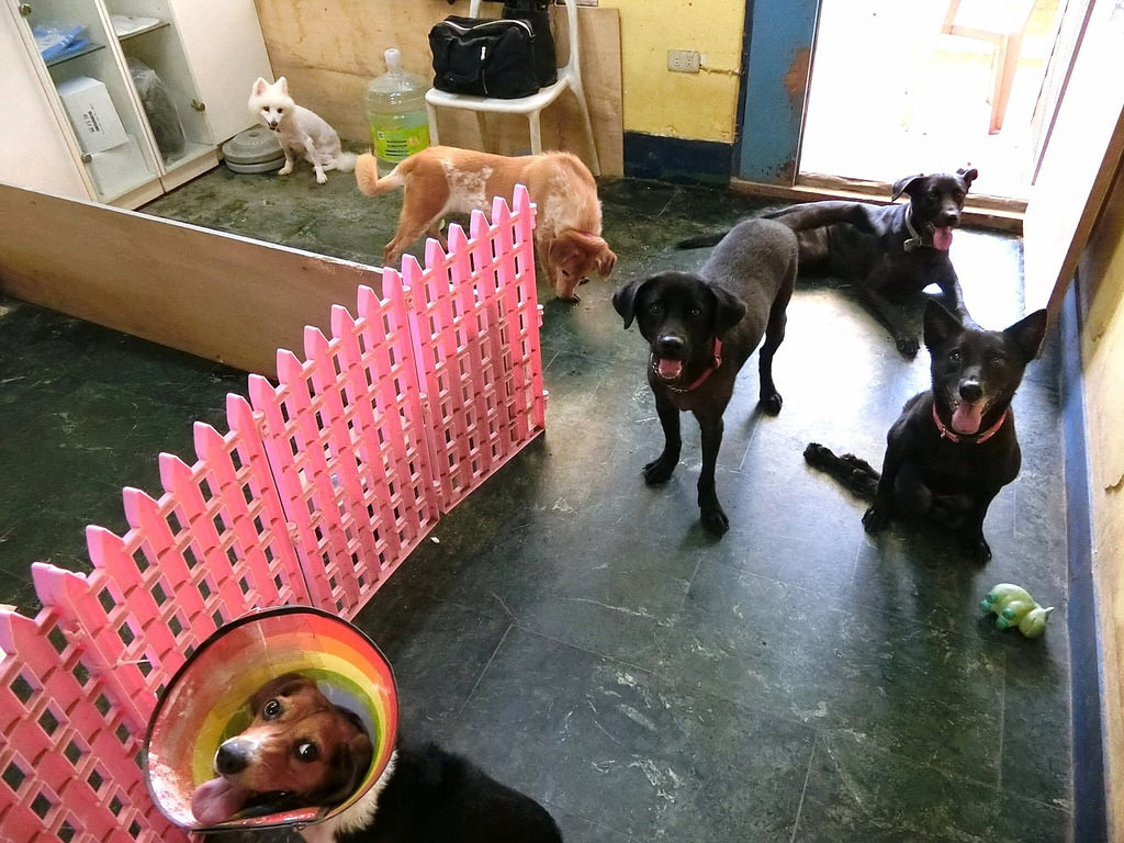 AT北投救援中心舊址的辦公室，你找到Judy了嗎？　Animals Taiwan/提供