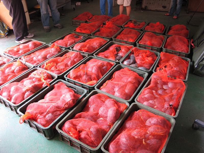 2012年在高雄港查緝到食蛇龜534隻、柴棺龜277隻，全都被堆疊裝在紅網袋中。　食蛇龜保育團隊/提供