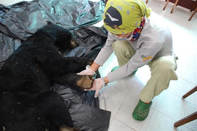 2000年仍身強體健的黑熊Lon，如今卻成了斷指老熊。　台東林管處/提供