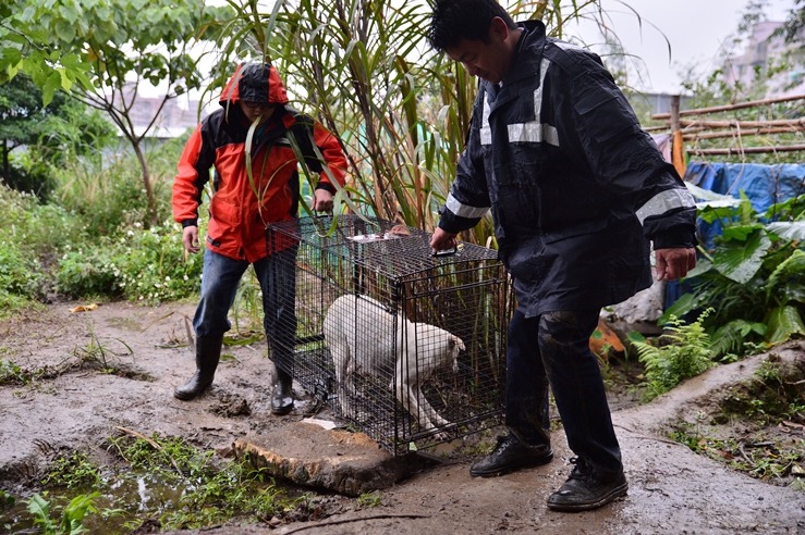 新北市動保處以誘捕籠方式,捕捉流浪犬進行TNVR。 新北市動保處/提供