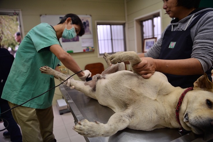 新北市動保處與板橋當地愛爸愛媽進行多次溝通,為當地流浪犬做絕育手術並施打疫苗、做驅蟲等等。 新北市動保處/提供
