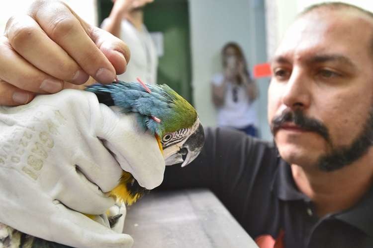 巴西動物園替金剛鸚鵡進行針灸。　取自diariodepernambuco