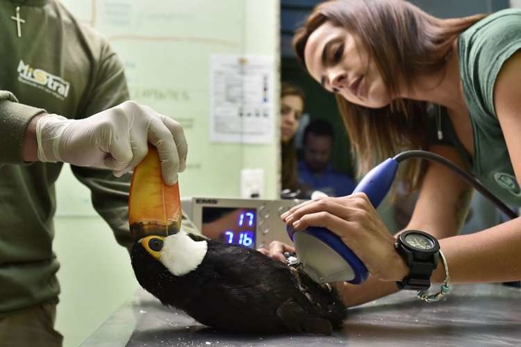 巴西動物園替巨嘴鳥進行雷射治療。　取自diariodepernambuco