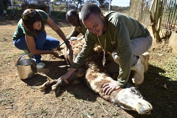 巴西動物園替駱駝進行中獸醫治療。　取自diariodepernambuco