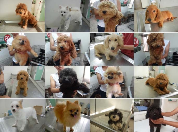 新北市動保處將在28日上午的毛寶貝走秀趴（愛心認養會）活動中送養21隻公幼犬。　取自新北市動物保護防疫處網站
