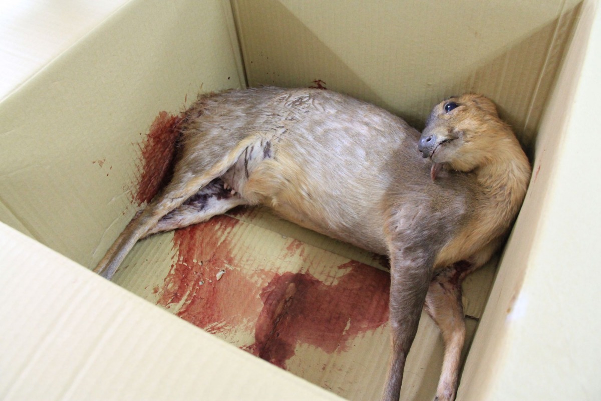 4月10日重傷母羌屍體。 壽山處/攝