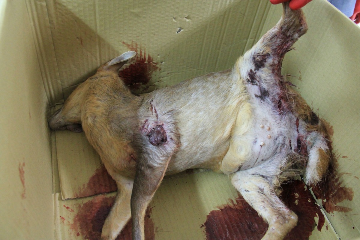 4月10日重傷母羌屍體，為山友目擊遭一群流浪犬攻擊。 壽山處/攝