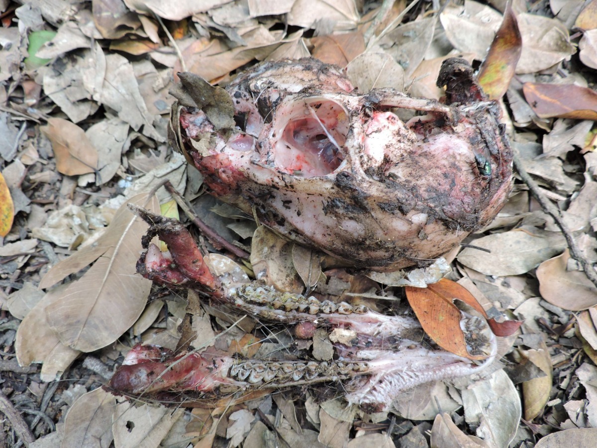 4月2日北壽山小坪頂附近山羌新鮮屍骨，推測為浪犬所為。山友拍攝、壽山處/提供