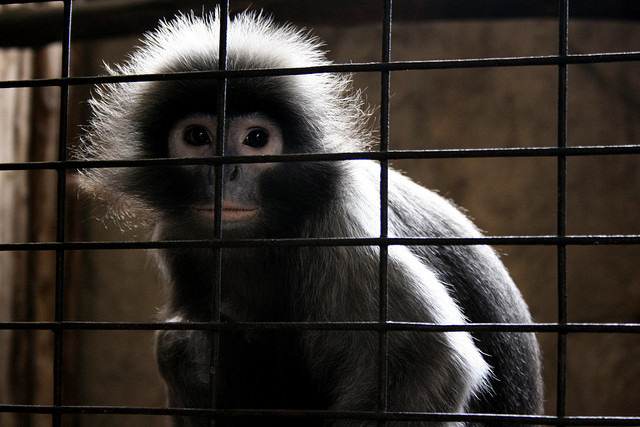 曼谷空中動物園如同地獄,讓許多愛護動物的人士開始抗議。 Flickr_David Yttervik Seetiangtham
