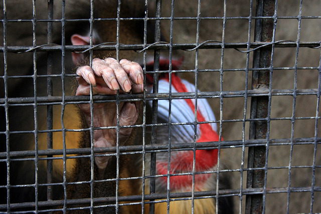Pata動物園裡頭的動物都被關在狹窄的柵欄中,飼養環境單調。 Flickr_ David Yttervik Seetiangtham