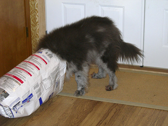 或者，你家狗狗只為香脆飼料瘋狂呢？　取自Flickr_klynslis