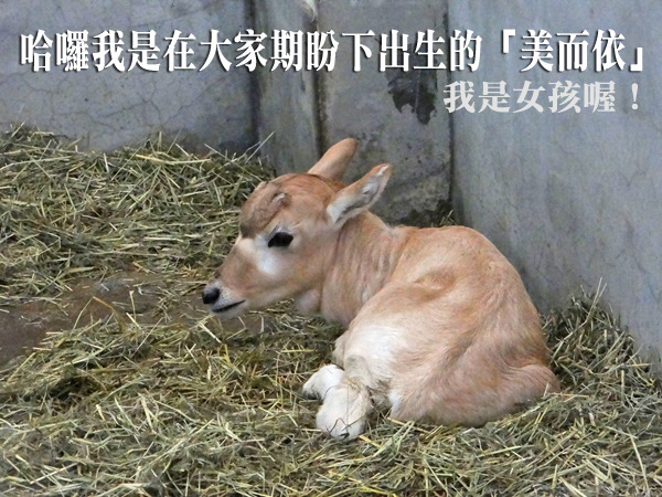 時隔12年，動物園終於又出生一隻雌性小羚羊美而依。　台北動物園/提供