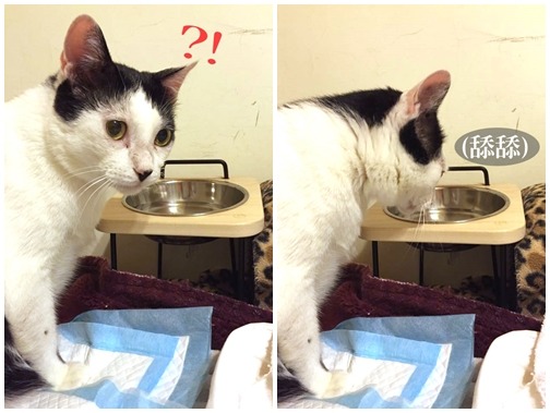 圓圓舒適的喝水。 顧珮蓁/提供