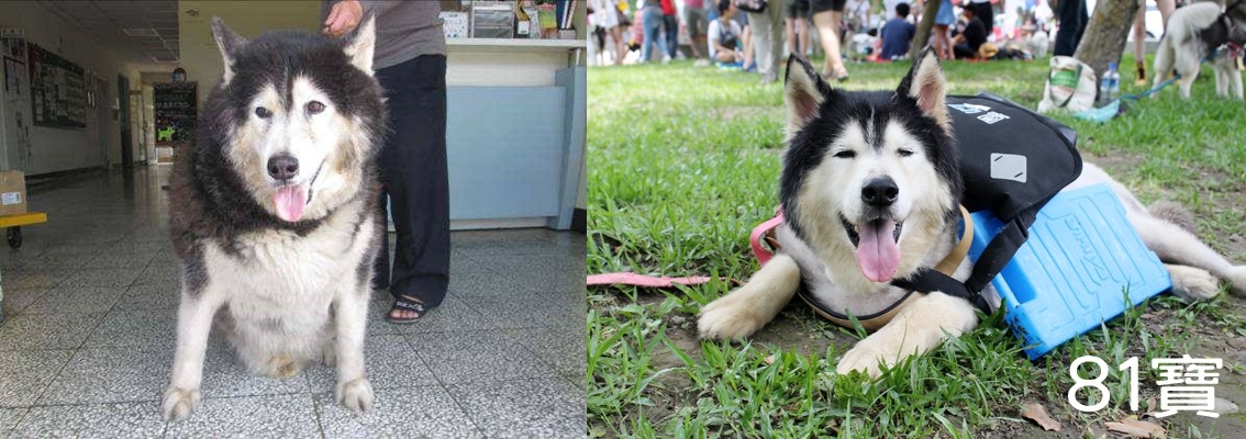（左圖）取自翻滾吧狗骨頭社團、（右圖）何宜/攝