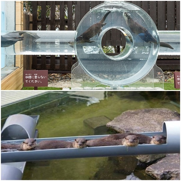 日本的動物園以水管當作水獺行為豐富化的物品。　取自網路
