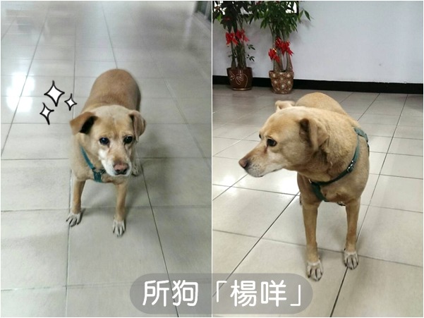 大樹派出所原本就有一隻養了8年的所狗「楊咩」,個性比較陰晴不定、自閉。 黃仲玟/提供