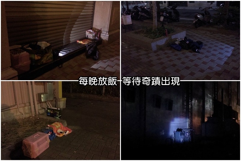 葉小姐每天晚上到住家15個定點放飯，希望咪妮不要跑出家附近的範圍，後來更在定點放機器錄影，希望能照到膽小的咪妮。　葉小姐/提供
