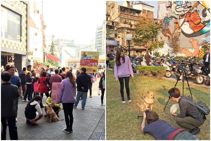 團隊實際到台北街頭進行freehug活動測試,除了讓在收容所的小黃重新感受到人類的疼愛,也希望替牠找個家。 CC Pet團隊/提供