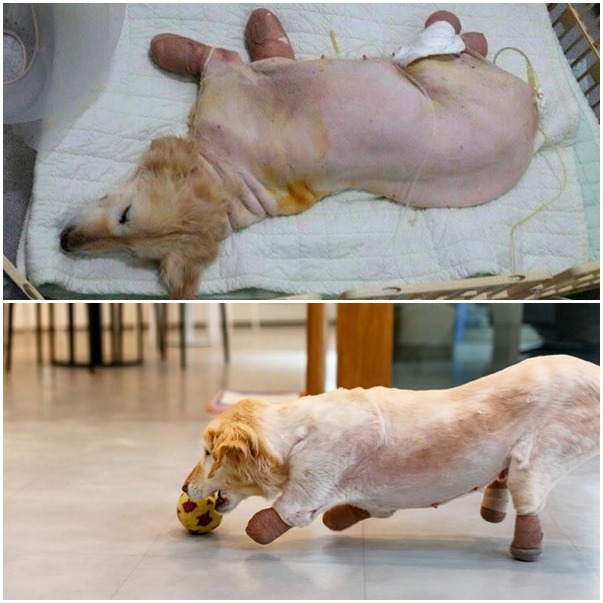 奇奇經過手術後順利康復，但原本四肢的腳掌部分也被迫得截去。　取自Chi Chi of ARME