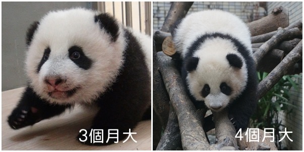 圓仔從四肢不太靈活一天比一天進步! 台北動物園/提供
