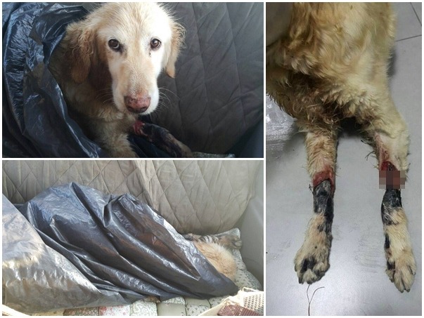 奇奇被發現的時候是被裝在黑色塑膠袋中，而且四肢傷勢嚴重(馬賽克為深可見骨的傷口)。　取自Chi Chi of ARME