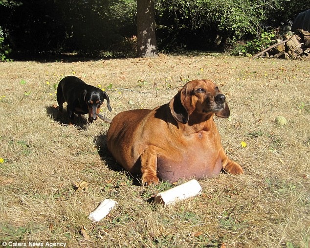 體重直逼35公斤的臘腸狗,經過2年時間努力,減去25公斤! 翻攝自每日郵報