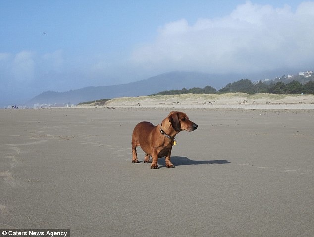 重新找回腰線的小胖,一躍成為月曆主角。 翻攝自每日郵報