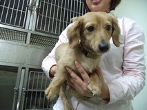 疑遭棄養的臘腸犬。　取自動物之家網站