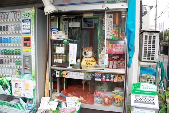 位於東京都小金井市貫井北町3丁目的鈴木商店，現在成了另類觀光景點。　取自中新社