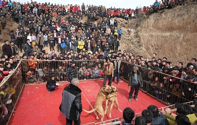 血腥的鬥狗活動，卻吸引許多人參加、圍觀，發起人更宣稱這是貧窮村落的唯一娛樂。　翻攝自每日郵報