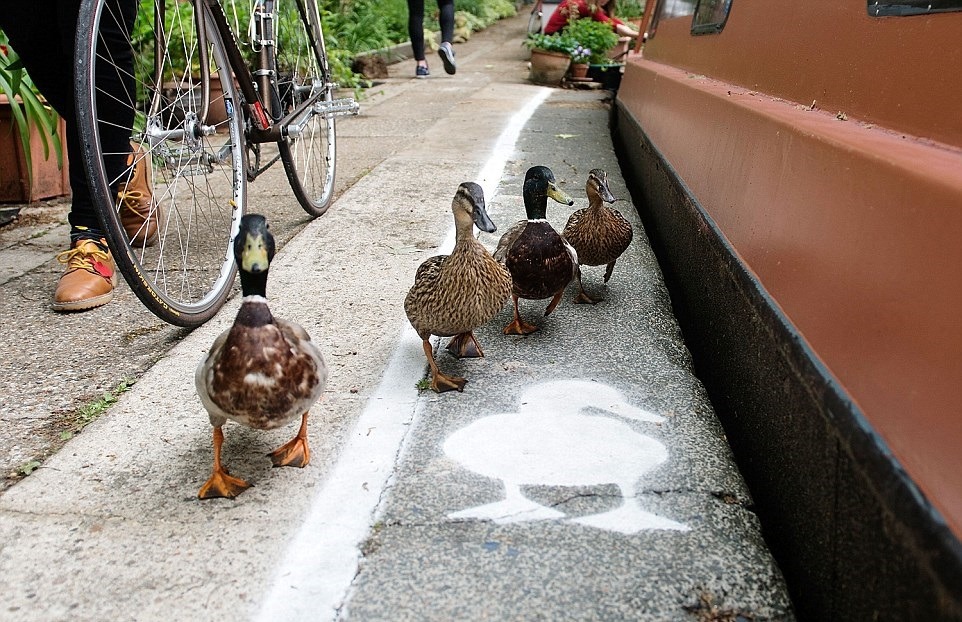 英國運河步道出現了鴨子專屬步道,希望用路人可以關注野生動物用路權。 翻攝自每日郵報